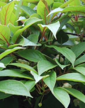Fotografia 4 da espécie Schisandra chinensis no Jardim Botânico UTAD