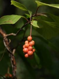 Fotografia da espécie Schisandra chinensis