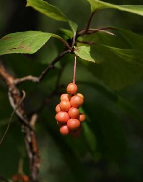 Fotografia 5 da espécie Schisandra chinensis no Jardim Botânico UTAD