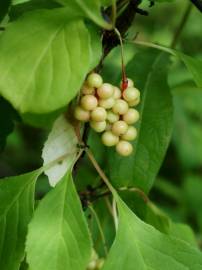 Fotografia da espécie Schisandra chinensis