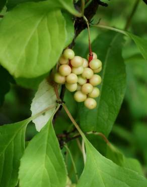Fotografia 6 da espécie Schisandra chinensis no Jardim Botânico UTAD