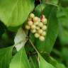 Fotografia 6 da espécie Schisandra chinensis do Jardim Botânico UTAD