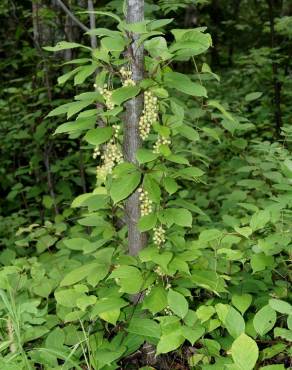 Fotografia 7 da espécie Schisandra chinensis no Jardim Botânico UTAD