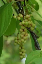 Fotografia da espécie Schisandra chinensis