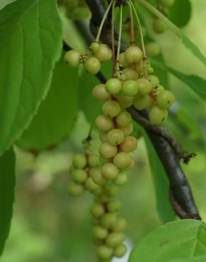 Fotografia 8 da espécie Schisandra chinensis no Jardim Botânico UTAD