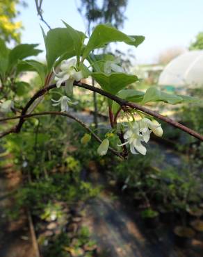 Fotografia 9 da espécie Schisandra chinensis no Jardim Botânico UTAD
