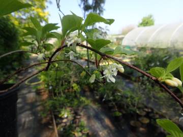 Fotografia da espécie Schisandra chinensis
