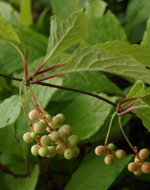 Fotografia 10 da espécie Schisandra chinensis no Jardim Botânico UTAD