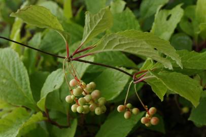 Fotografia da espécie Schisandra chinensis