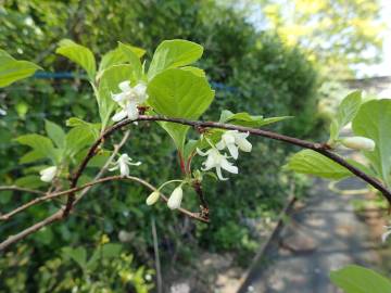 Fotografia da espécie Schisandra chinensis