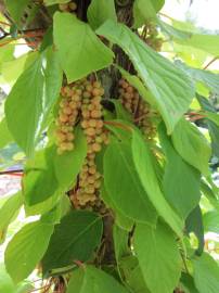 Fotografia da espécie Schisandra chinensis