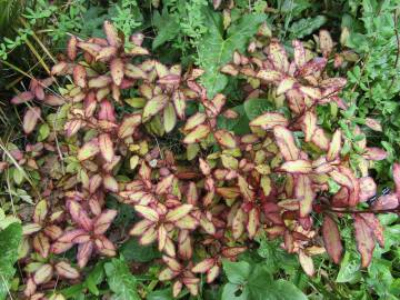 Fotografia da espécie Pseudowintera colorata