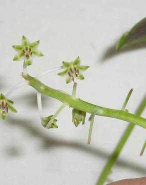 Fotografia 7 da espécie Ledebouria socialis no Jardim Botânico UTAD