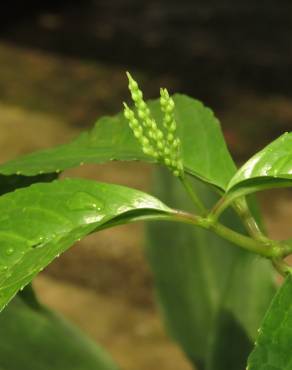 Fotografia 1 da espécie Chloranthus elatior no Jardim Botânico UTAD