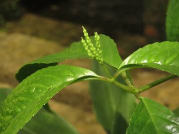 Fotografia da espécie Chloranthus elatior