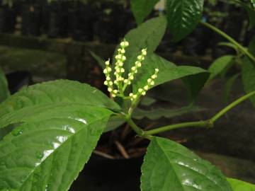 Fotografia da espécie Chloranthus elatior
