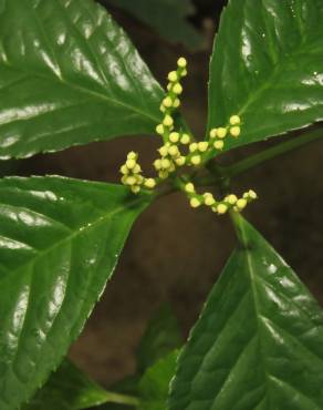Fotografia 3 da espécie Chloranthus elatior no Jardim Botânico UTAD
