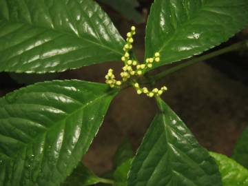 Fotografia da espécie Chloranthus elatior