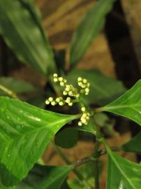 Fotografia da espécie Chloranthus elatior