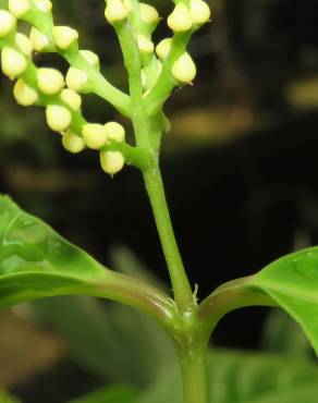 Fotografia 5 da espécie Chloranthus elatior no Jardim Botânico UTAD