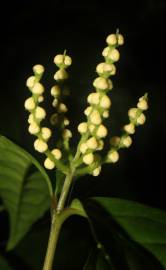 Fotografia da espécie Chloranthus elatior