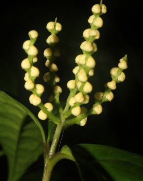 Fotografia 6 da espécie Chloranthus elatior no Jardim Botânico UTAD