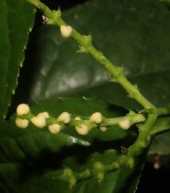 Fotografia da espécie Chloranthus elatior
