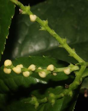 Fotografia 7 da espécie Chloranthus elatior no Jardim Botânico UTAD