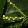 Fotografia 7 da espécie Chloranthus elatior do Jardim Botânico UTAD