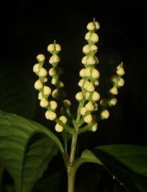 Fotografia da espécie Chloranthus elatior
