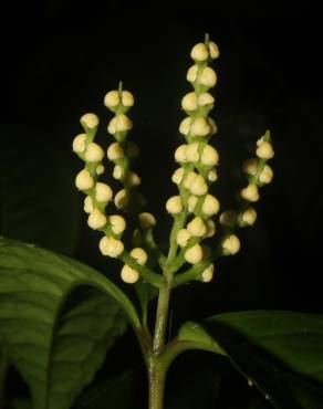 Fotografia 8 da espécie Chloranthus elatior no Jardim Botânico UTAD