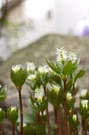 Fotografia da espécie Chloranthus japonicus