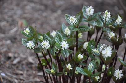 Fotografia da espécie Chloranthus japonicus