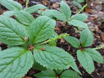 Fotografia da espécie Chloranthus japonicus