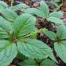 Fotografia 3 da espécie Chloranthus japonicus do Jardim Botânico UTAD