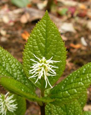 Fotografia 5 da espécie Chloranthus japonicus no Jardim Botânico UTAD