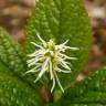 Fotografia 6 da espécie Chloranthus japonicus do Jardim Botânico UTAD