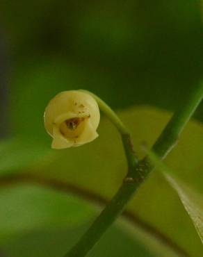 Fotografia 10 da espécie Myristica fragrans no Jardim Botânico UTAD