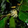 Fotografia 1 da espécie Galbulimima belgraveana do Jardim Botânico UTAD