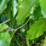 Fotografia 5 da espécie Galbulimima belgraveana do Jardim Botânico UTAD