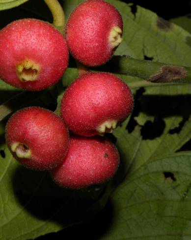 Fotografia de capa Siparuna pauciflora - do Jardim Botânico