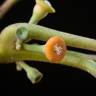 Fotografia 7 da espécie Siparuna pauciflora do Jardim Botânico UTAD