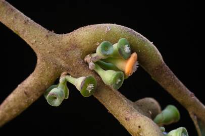 Fotografia da espécie Siparuna pauciflora