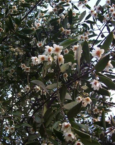 Fotografia de capa Atherosperma moschatum - do Jardim Botânico