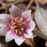 Fotografia 7 da espécie Atherosperma moschatum do Jardim Botânico UTAD