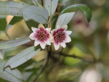 Fotografia da espécie Atherosperma moschatum