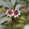 Fotografia 14 da espécie Atherosperma moschatum do Jardim Botânico UTAD