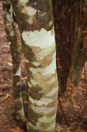 Fotografia da espécie Atherosperma moschatum