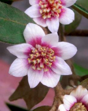 Fotografia 17 da espécie Atherosperma moschatum no Jardim Botânico UTAD
