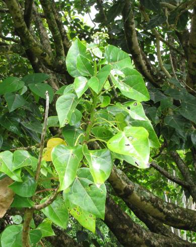 Fotografia de capa Hernandia nymphaeifolia - do Jardim Botânico